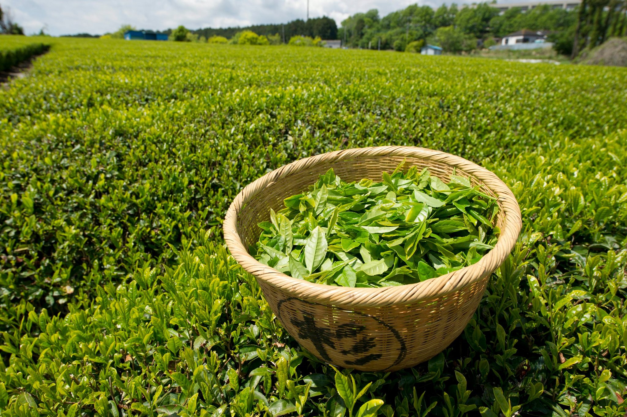 HISTORY OF TEA